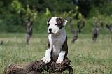 AMSTAFF  PUPPIES 094